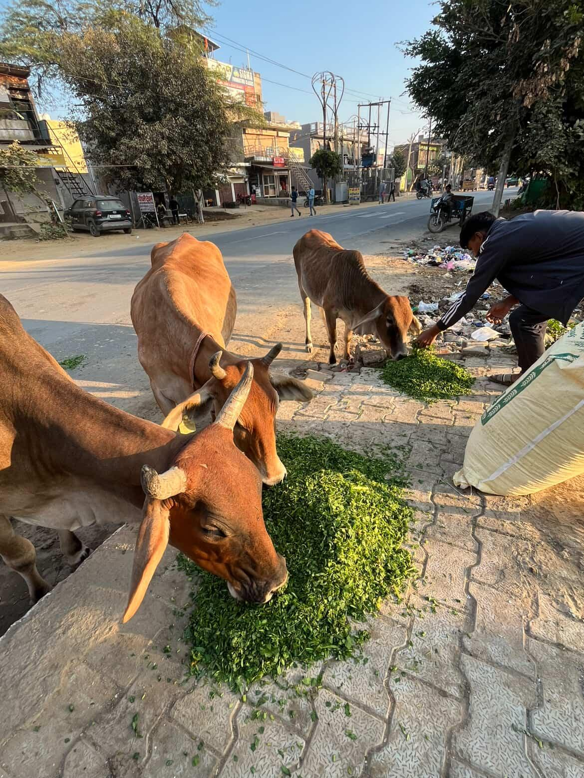 Street cows eating fresh green fodder placed for them as part of animal care seva